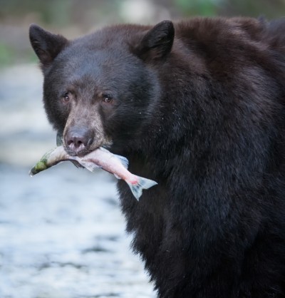 Black Bear