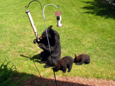 DNR bears at birdfeeder