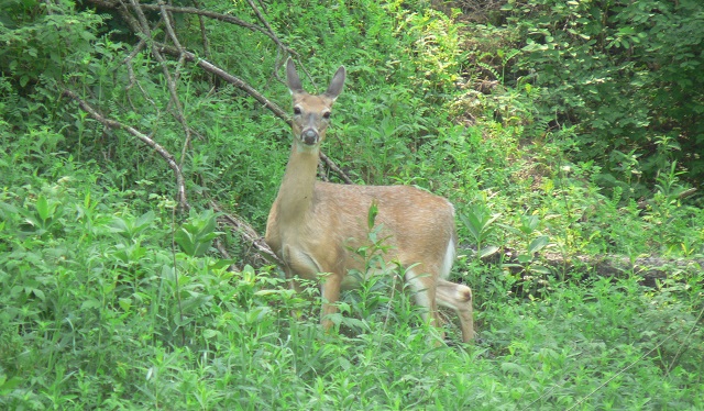 Deer