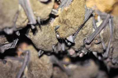Gray Bats