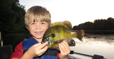 Magnum spring bluegills make for excellent angling opportunities