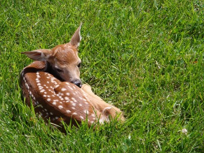 Fawn
