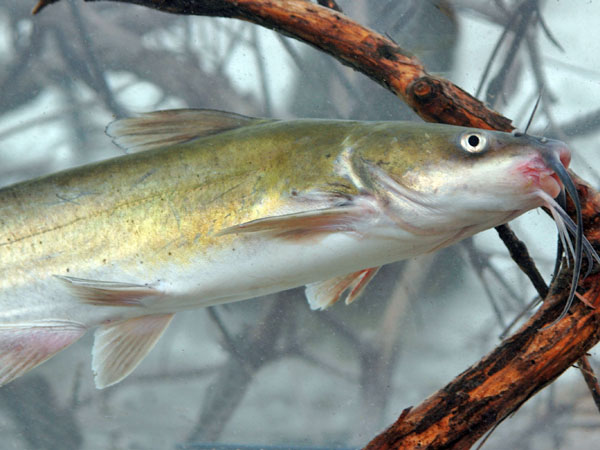 The Perfect Depth for Catfish