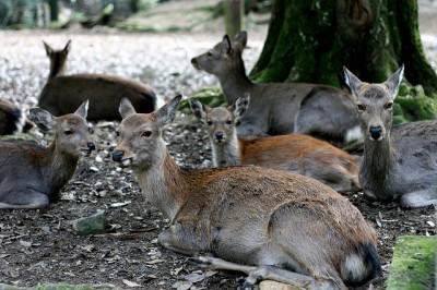 Herd of deer in Nara, Japan