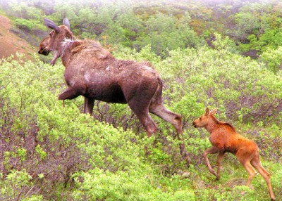 Mama moose with her young