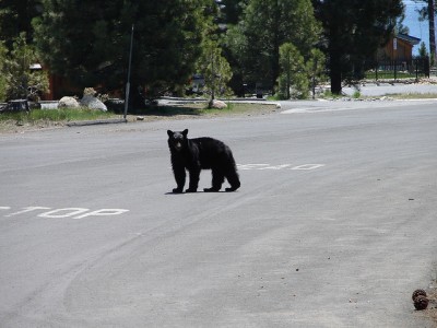 Black bear within city limits