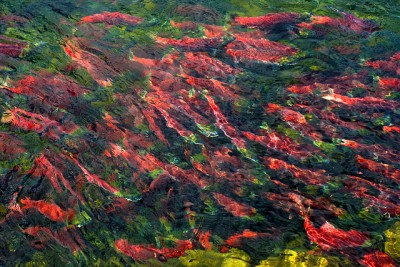 School of sockeye salmon