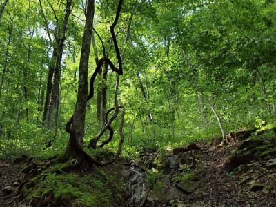 In the mountains of central Tennessee, Short Mountain. Spring 2011