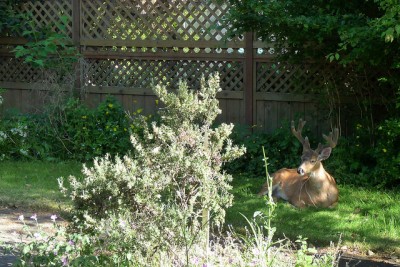 Buck in the backyard