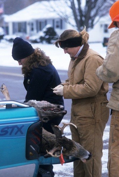 Wildlife disease specialists remove tissue sample from harvested deer to test for chronic wasting disease.