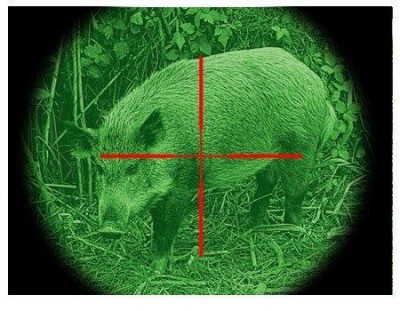 Hog in crosshairs