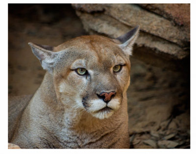 Cougar/mountain lion/puma