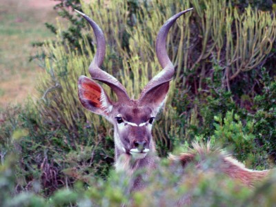 Kudu in South Africa