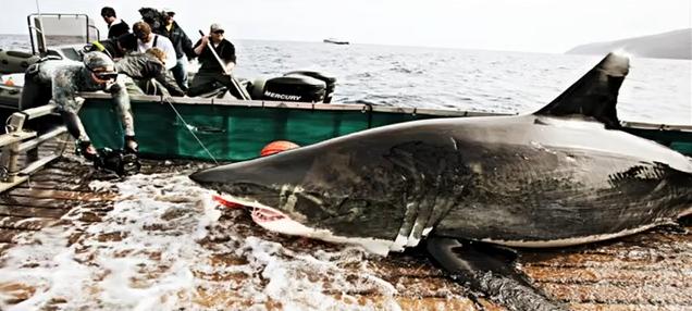 Shark