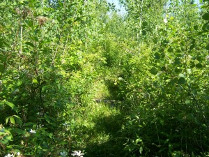 Even after clearing the trail it's still difficult to spot in the thick cover.