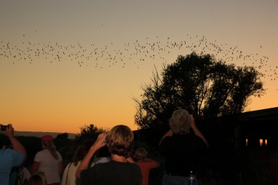 Spectators at Yolo Bypass Wildlife Area watch a colony of Mexican free-tailed bats soar into the sky at sunset.