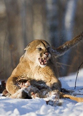 Ferocious mountain lion guarding its kill.