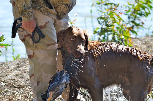 HRC offers hunt tests for any level of retriever.
