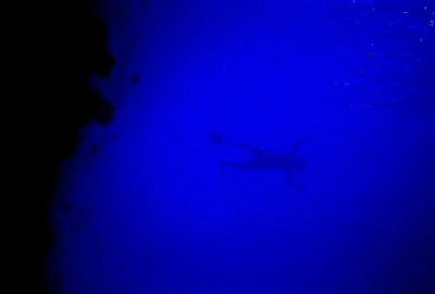 Free diving