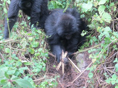 Young gorilla breaks snare