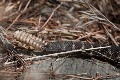 Crotalus oreganus western rattlesnake