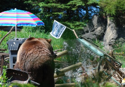 Bear with chicken coop