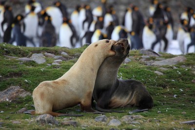 Fur seals fight in front of a crowd of penguins. The blond fur seal has a condition called leucism that results in reduced pigmentation.