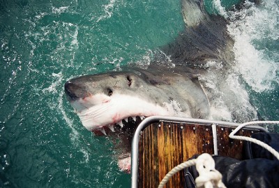 Great White Shark