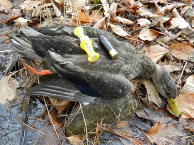 The author took this daily limit tidal marsh Maine black duck with subtle calling last season. Practice duck calling now in summer to be ready for fall. Photo: Steve Hickoff