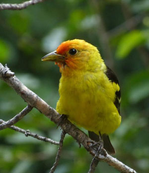 A very cooperative male Western Tanager was a big hit among youth attending Camp Colorado.