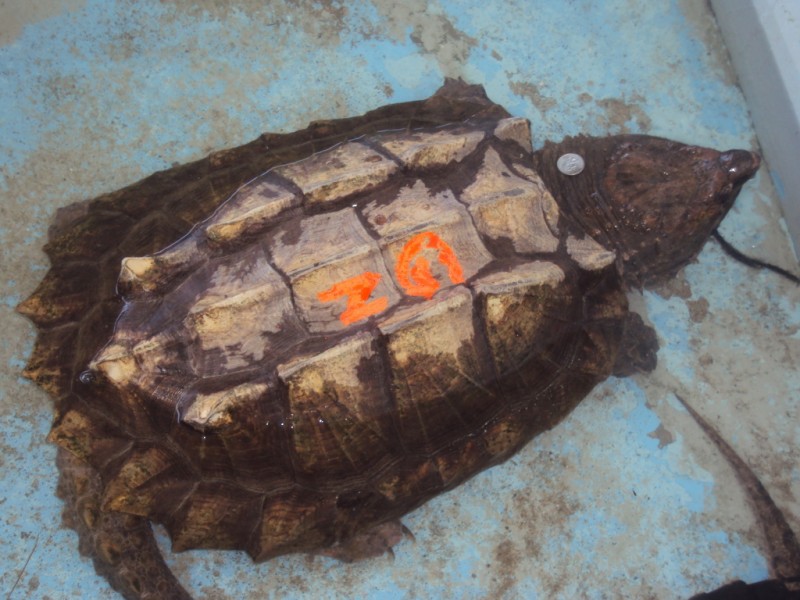 Aligator turtle
