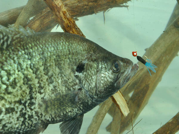 Catching Crappie in 100 Degree Heat