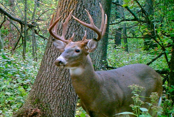 Buck on trail cam