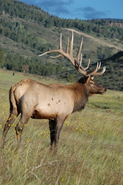 Elk 2