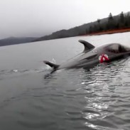 Dolphin-shaped Seabreacher