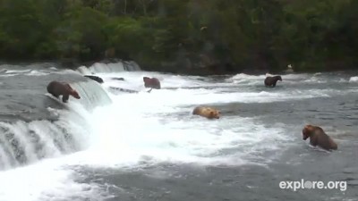 Bear cam