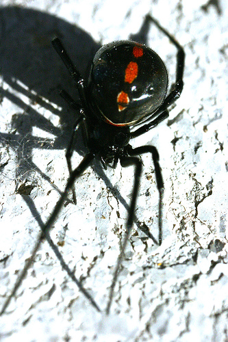 black widow