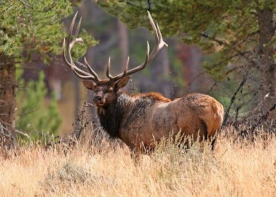 Permits to hunt bull elk in Utah this fall go on sale July 17.