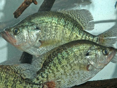 cane pole fishing for crappie
