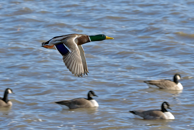 duck in flight