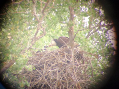 eagle