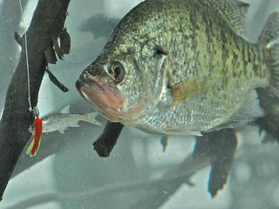fishing for crappie with goldfish