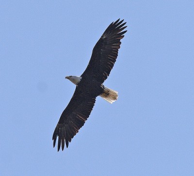 florida eagle