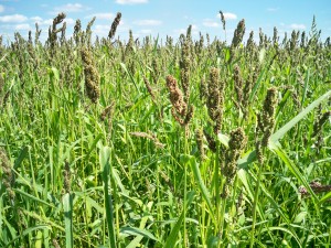 Golden Millet for duck food plots
