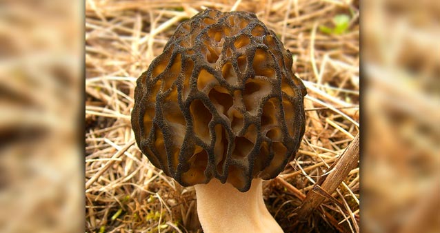 morel