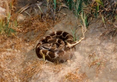 Rattlesnake Wrangling