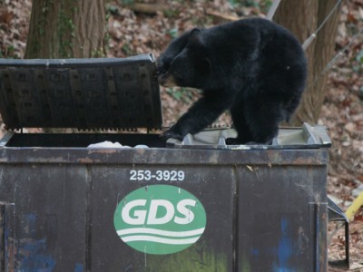 Bear breaking into a trash can