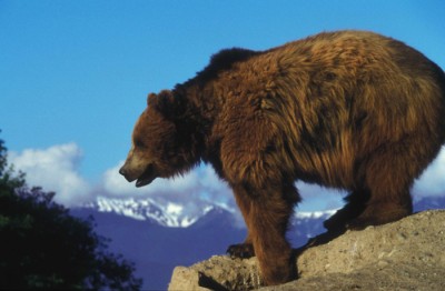Grizzly Bear overlooking rock