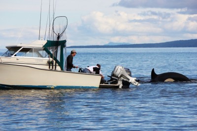 Greg Beldham inspecting the seal after it hopped on his boat. Image copyright Kelly Aspinall/BCTough.com