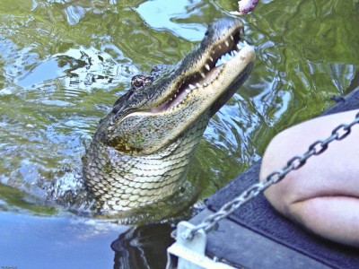 Alligator feeding